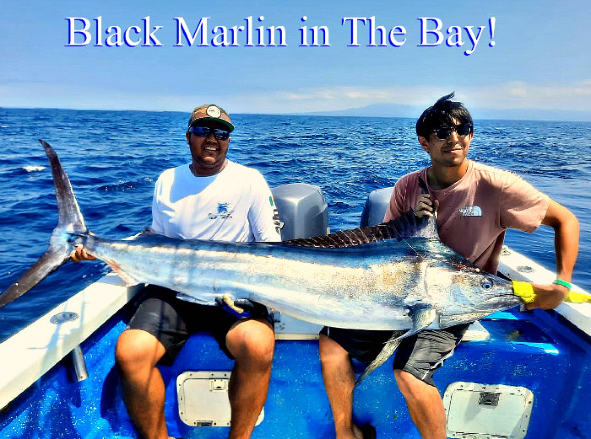 Outstanding Fishing Conditions, Blue Marlin Move in, Sailfish, Dorado and Tuna, Oh My!